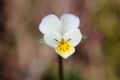 Viola arvensis